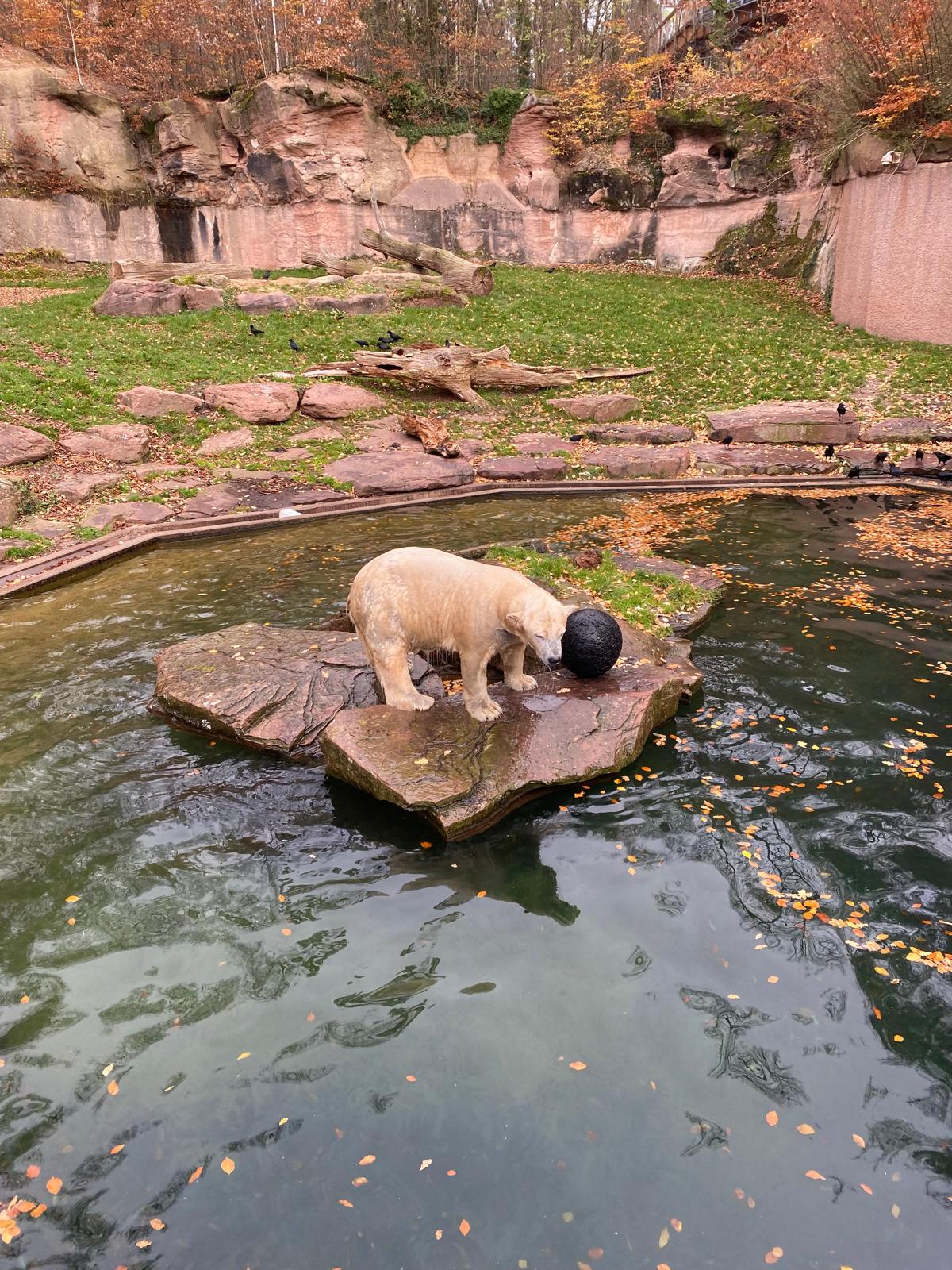 Auf dem Bild sind bunte Schulrucksäcke zu sehen.